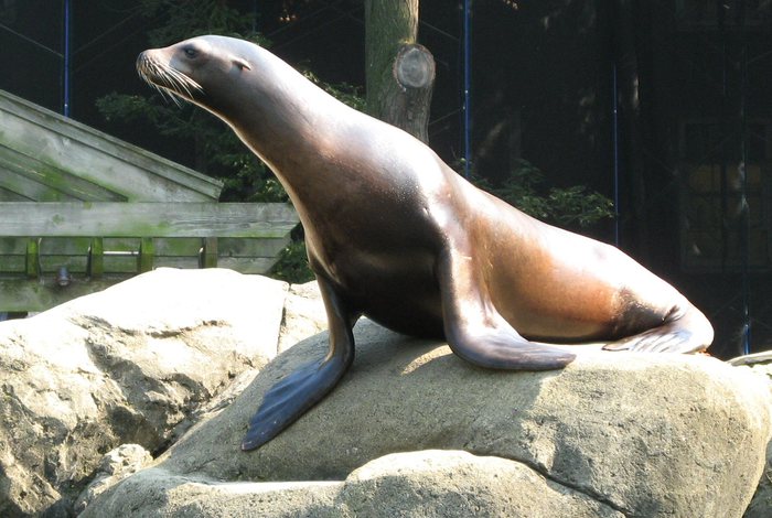 Sea Lion