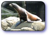 Sea Lion