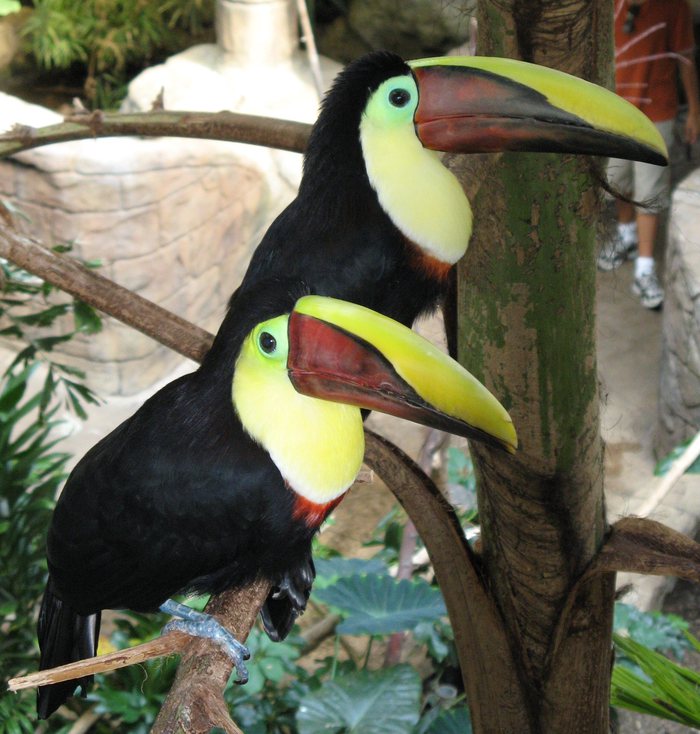 Toucans