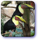 Toucans