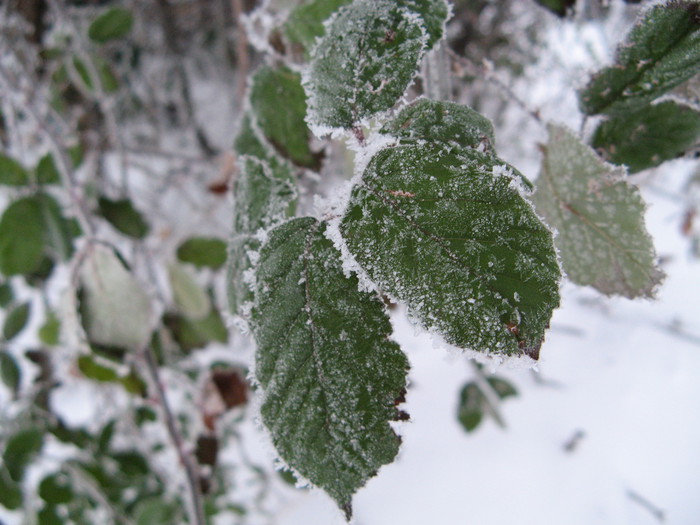 Bramble leaves