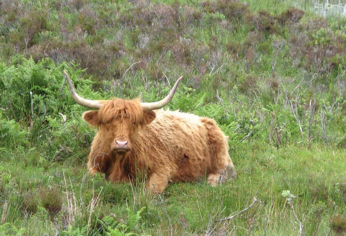 Highland cow