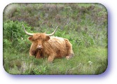 Highland cow