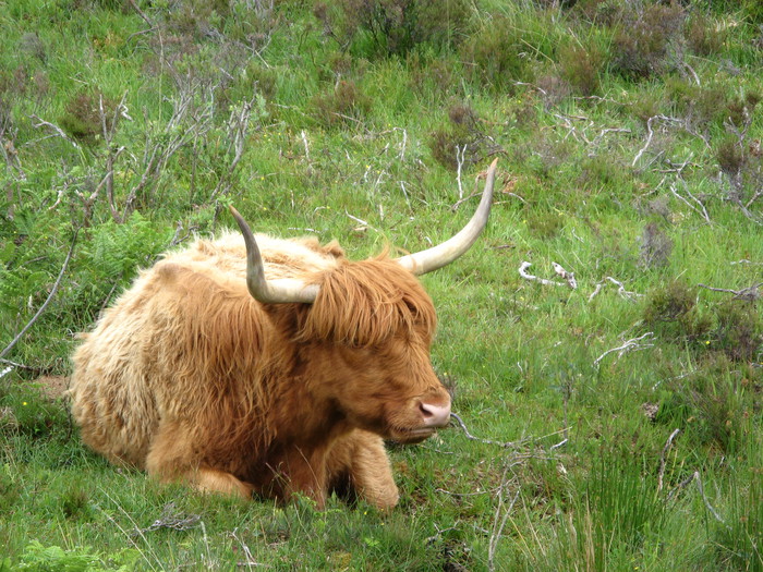 Highland cow