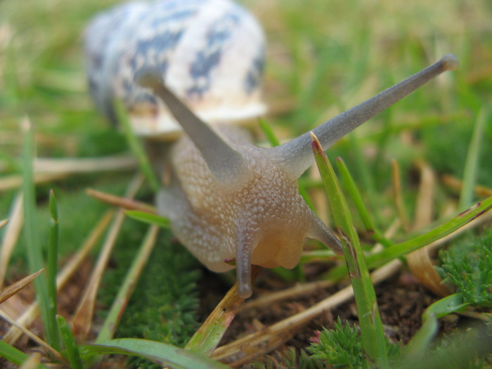 Snail