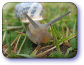 Snail