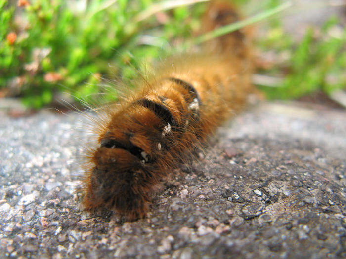 Caterpillar