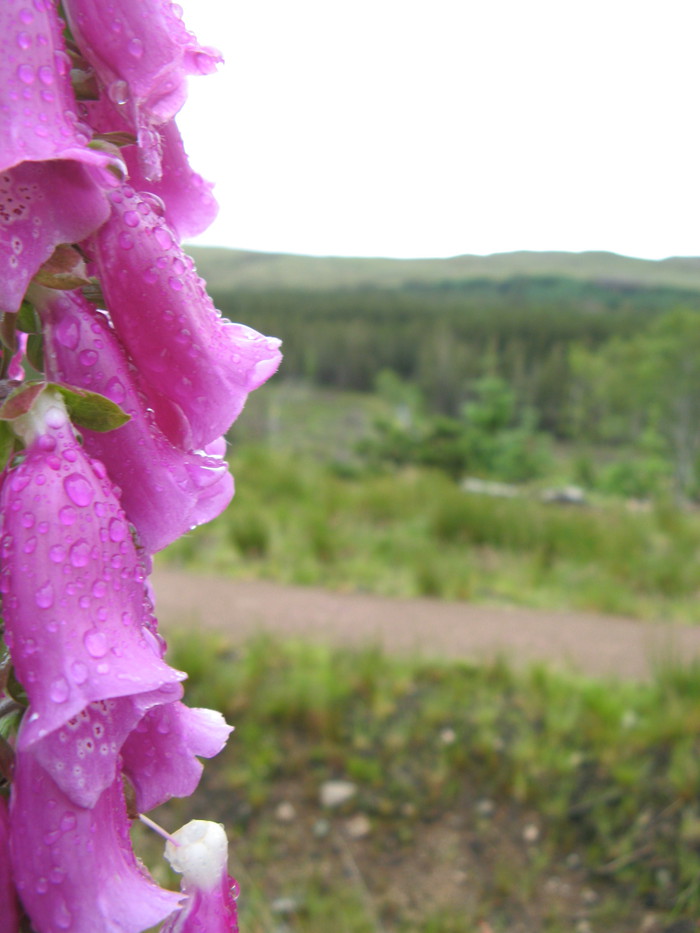 Foxglove