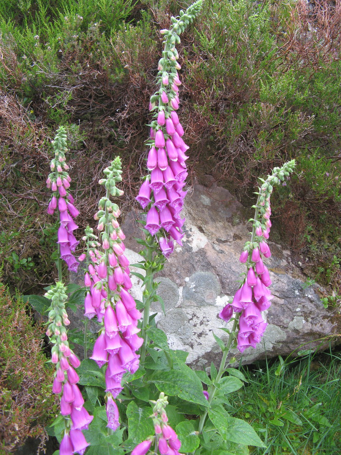 Foxgloves