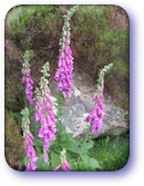 Foxgloves