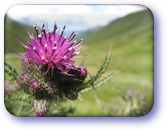 Thistle