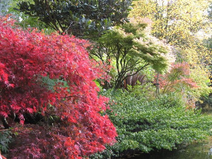 Foliage