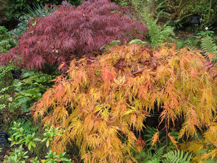 Acers